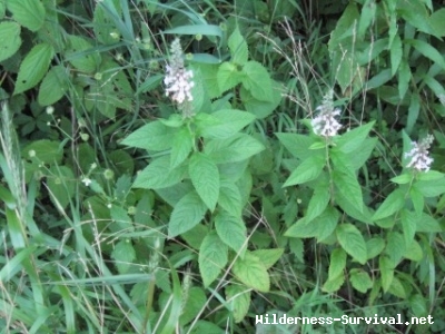 Nepeta cataria