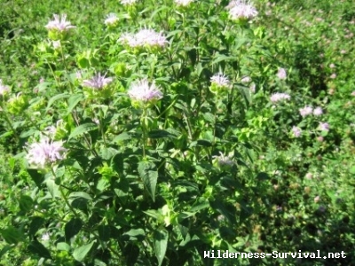 Monarda fistulosa