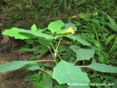 Impatiens capensis