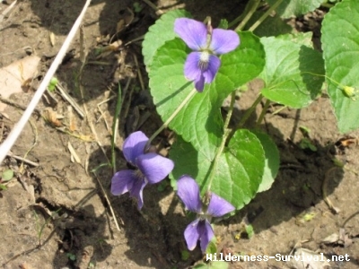 Viola cucullata