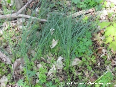 Allium species