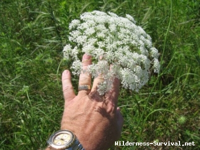 Daucus carota