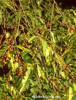 Prunus serotina