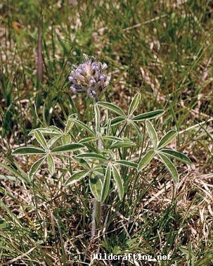 Psoralea esculenta