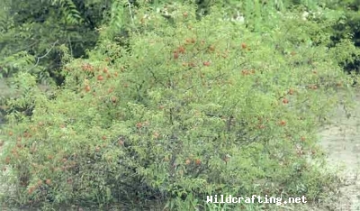prunus angustifolia