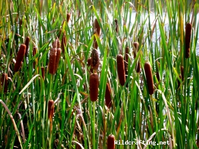 Typha latifolia