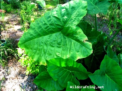 Colocasia species