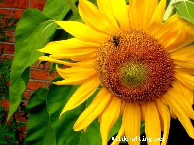 Helianthus Annuus