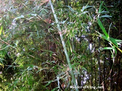 Bamboo species