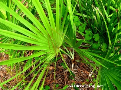 Serenoa Repens