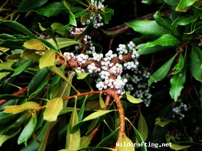 Myrica cerifera