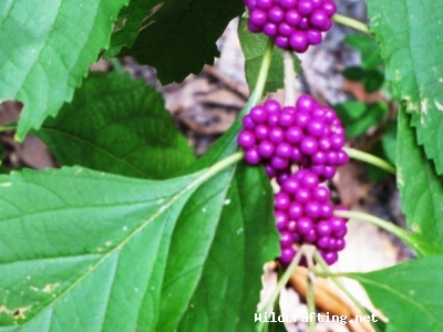 Callicarpa americana