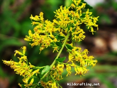 Solidago odora