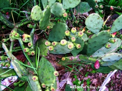 Opuntia humifusa