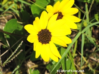 Rudbeckia hirta L