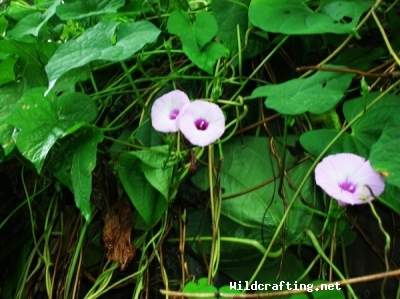 Ipomoea pandurata