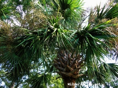 Sabal palmetto