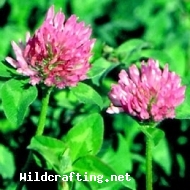 Trifolium spp