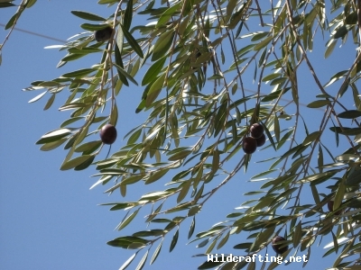 Olea europaea