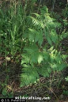 Pteridium aquilinium