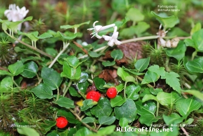 Mitchella repens