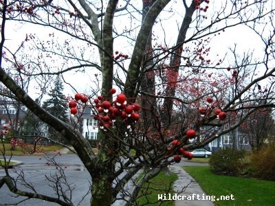 Crataegus species