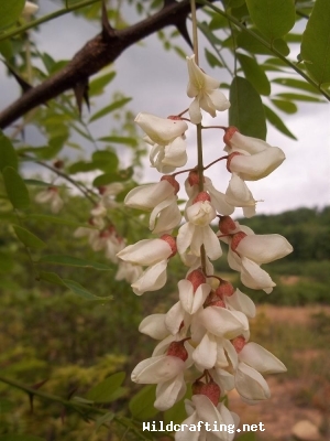 Robinia pseudoacacia