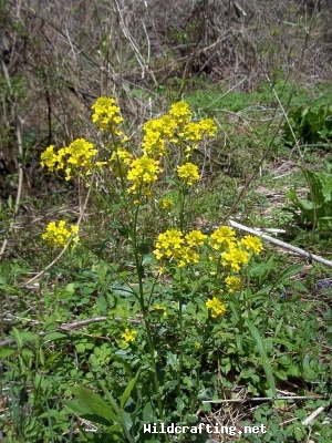 Barbarea vulgaris