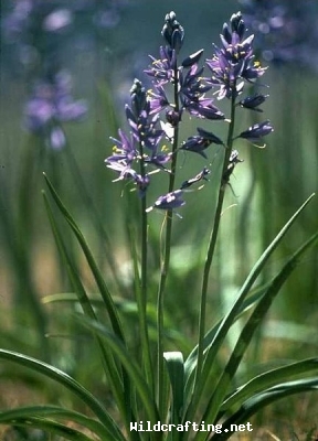 Camassia quamash