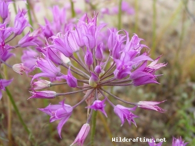 Allium acuminatum