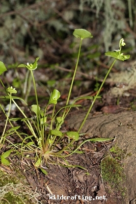 Claytonia perfoliata