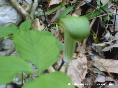 Arisaema Triphyllum