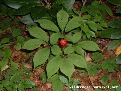 Panax quinquefolius