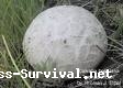 LYCOPERDON