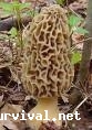 Morchella esculenta