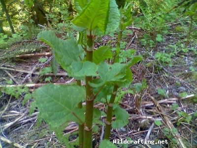 Polygonum Cuspidatum