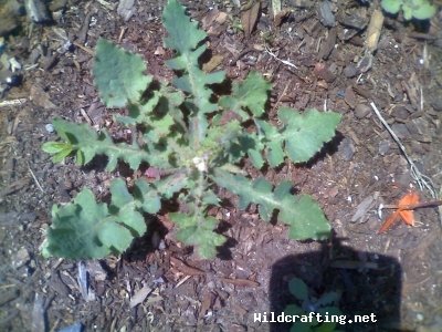 Lactuca serriola