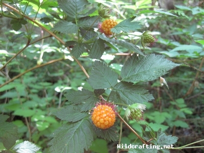 Rubus spectabilis