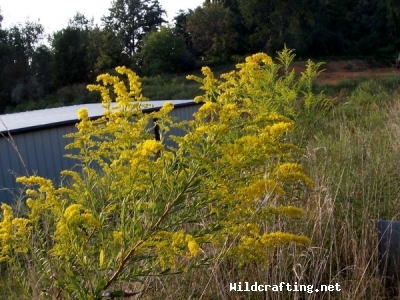 Solidago canadensis