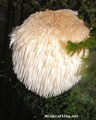 Hericium erinaceus