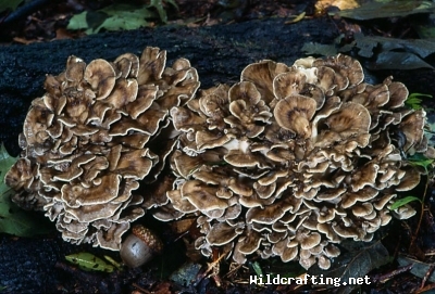 Grifola frondosa