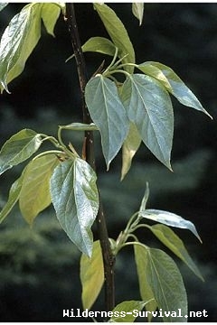 Populus balsamifera