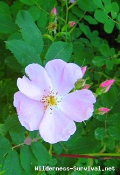 Rosa acicularis