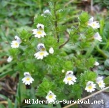 Euphrasia officinalis