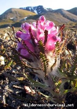 Pedicularis Kanei