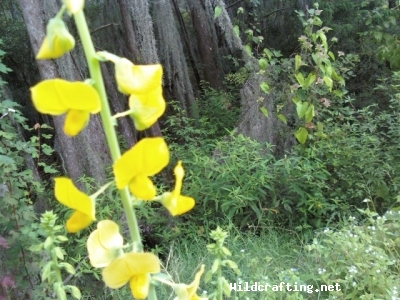 Crotalaria spectabilis