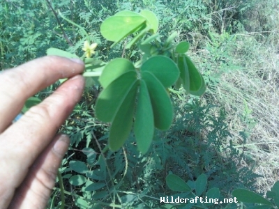 cassia obtusifolia