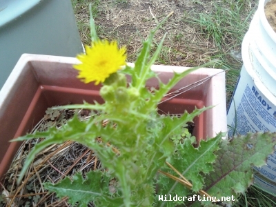 sonchus arvensis