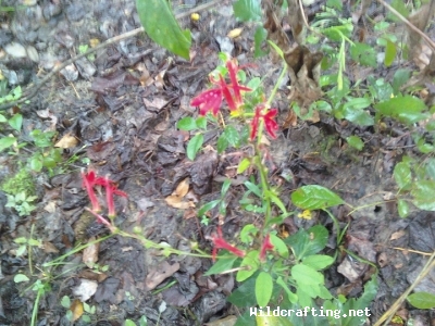 Lobelia cardinalis