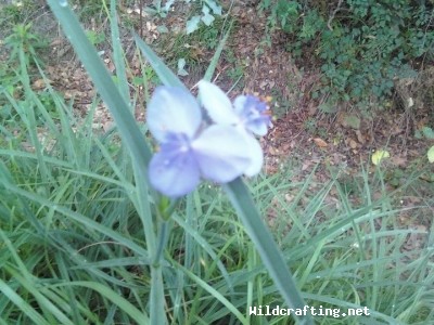 Tradescantia virginiana